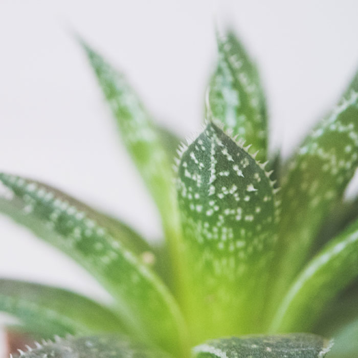 Aloe barbadensis leaf extract